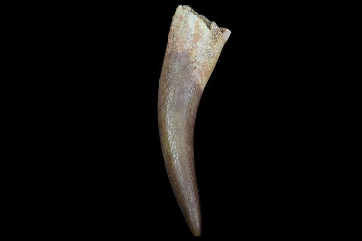 Fossil Plesiosaur (Zarafasaura) Tooth - Morocco #78416